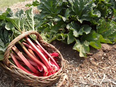 Səyahət də yeyilməyəcək yeməklər barədə məlumat