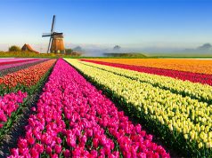 Hollandiya Gəziləcək Yerlər Siyahısı | Ən Gözəl 12 Yer