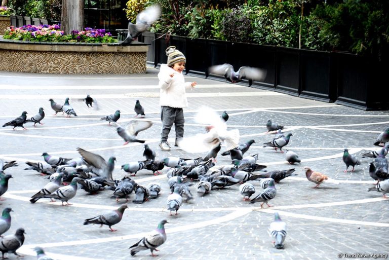 Azərbaycanda turistlərin yerləşdirilməsi fəaliyyəti ilə məşğul olanların sayı artıb