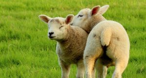 Ölkədə vəhşi heyvan və quş növlərinin ovu müvəqqəti dayandırılıb