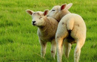 Ölkədə vəhşi heyvan və quş növlərinin ovu müvəqqəti dayandırılıb